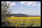 distesa di girasoli