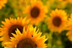 Girasoli al tramonto Girasoli al tramonto