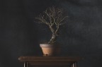 Olmo bonsai Olmo bonsai