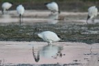 Ibis all'ultima luce