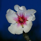 Il motivo � sempre quello di staccare i pantografi.....

kampes