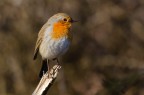Robin Robin