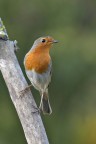 Robin Robin
