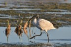 Ibis illuminato