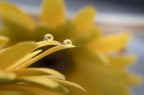 Drops and flowers 2 Drops and flowers 2