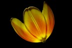 tulipano tulipano