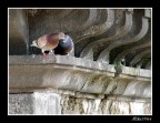 Piccioni