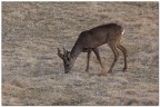 Capriolo maschio