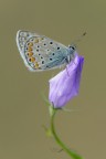 Polyommatus-icarus_DSC0554 Polyommatus-icarus_DSC0554