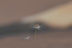 Drops Drops