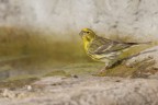 Verzellino (Serinus serinus)