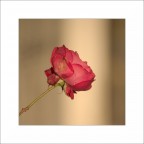 Fiortrait Fiortrait
