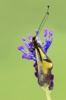 Libelloides Libelloides