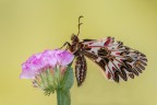 Zerynthia Zerynthia