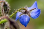 fiore Blu fiore Blu