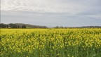 Un mare di giallo.. Un mare di giallo..