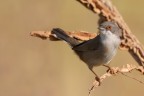 Occhiocotto (Sylvia melanocephala) Occhiocotto (Sylvia melanocephala)