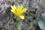 attimo giallo attimo giallo