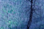 Alberi Alberi