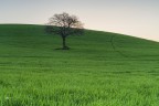 Solitari nel verde.. Solitari nel verde..