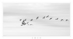 IBIS IBIS