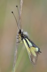 Libelloides coccajus Libelloides coccajus