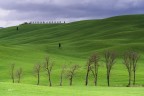 Alberi spogli nel Verde.. Alberi spogli nel Verde..