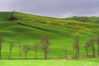 Alberi spogli nel Verde..2 Alberi spogli nel Verde..2
