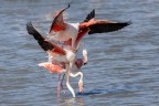 Camargue 2022 Camargue 2022