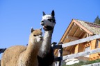 Alpaca. Alpaca.