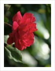 Non complicare un fiore Non complicare un fiore