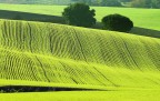 Verde Verde