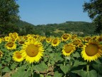 girasoli all'alba girasoli all'alba