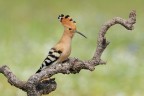 Upupa-epops_DSC6211