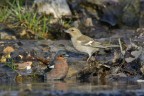 Fringuelli al bagno