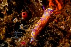 Felimida luteorosea Felimida luteorosea