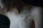 La Primavera del cuore (serie in divenire)