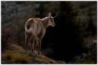 Un camoscio al giorno tiene il medico d'attorno.