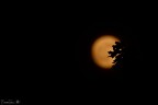 Luna timida Luna timida