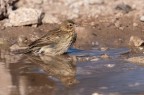 Prispolone (Anthus trivialis) Prispolone (Anthus trivialis)