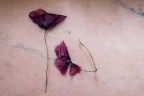 Natura morta Natura morta