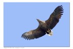 Aquila norvegese 3 Aquila norvegese 3