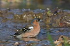 Fringuello al bagno Fringuello al bagno