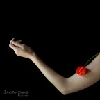 La Primavera del cuore (serie in divenire)