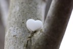 cuore solitario cuore solitario