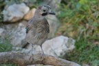Ghiandaia dubbiosa Ghiandaia dubbiosa