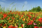Rosso.. Giallo.. Verde.. Rosso.. Giallo.. Verde..