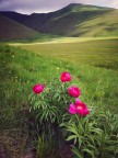 Peonia Peonia
