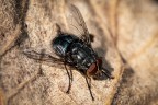 TheFly TheFly