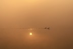 nuotare nell'oro nuotare nell'oro